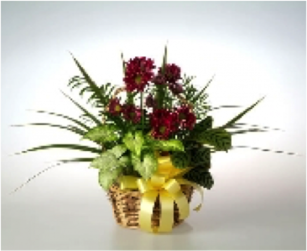 Sunrise Planter - Miklus Florist